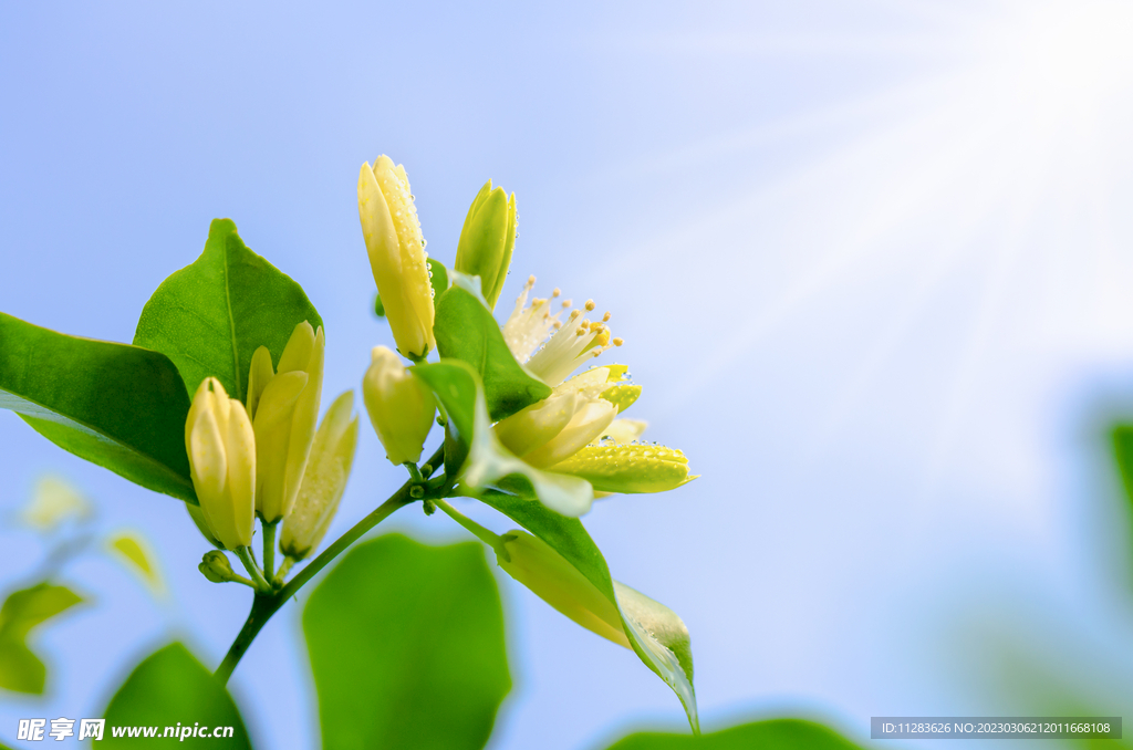 鲜花摄影