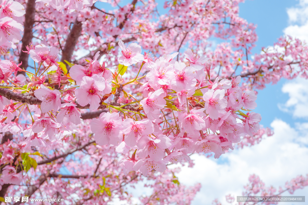 唯美鲜花壁纸