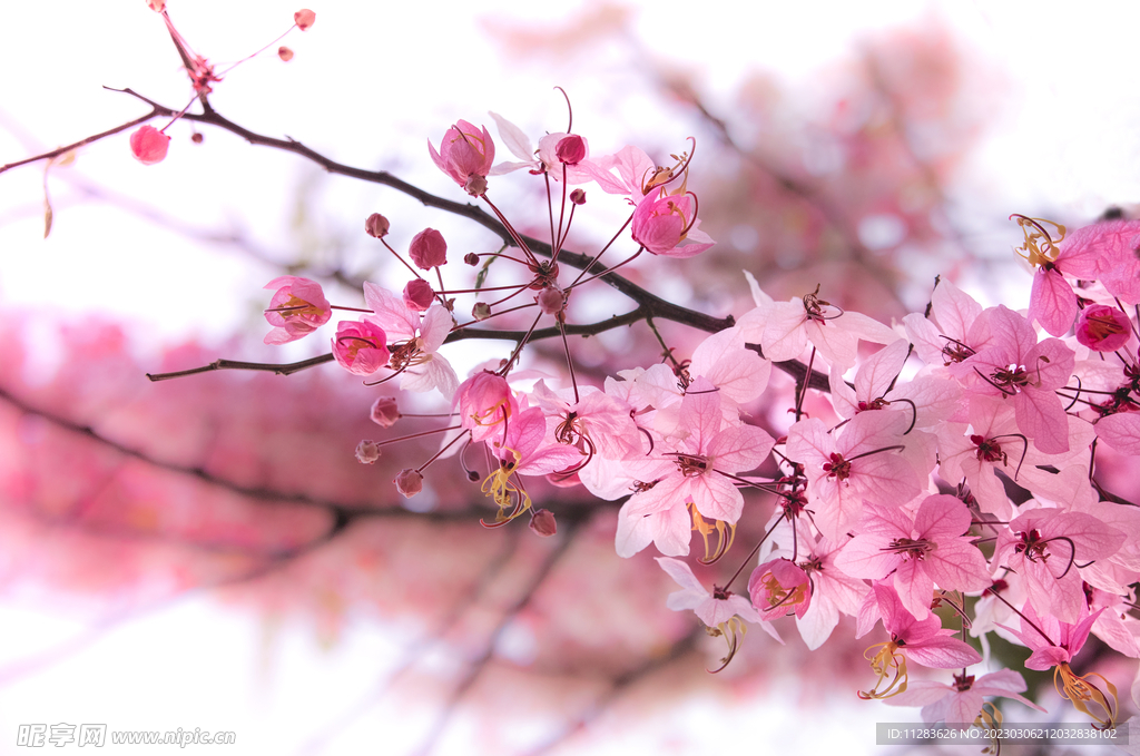 唯美鲜花壁纸