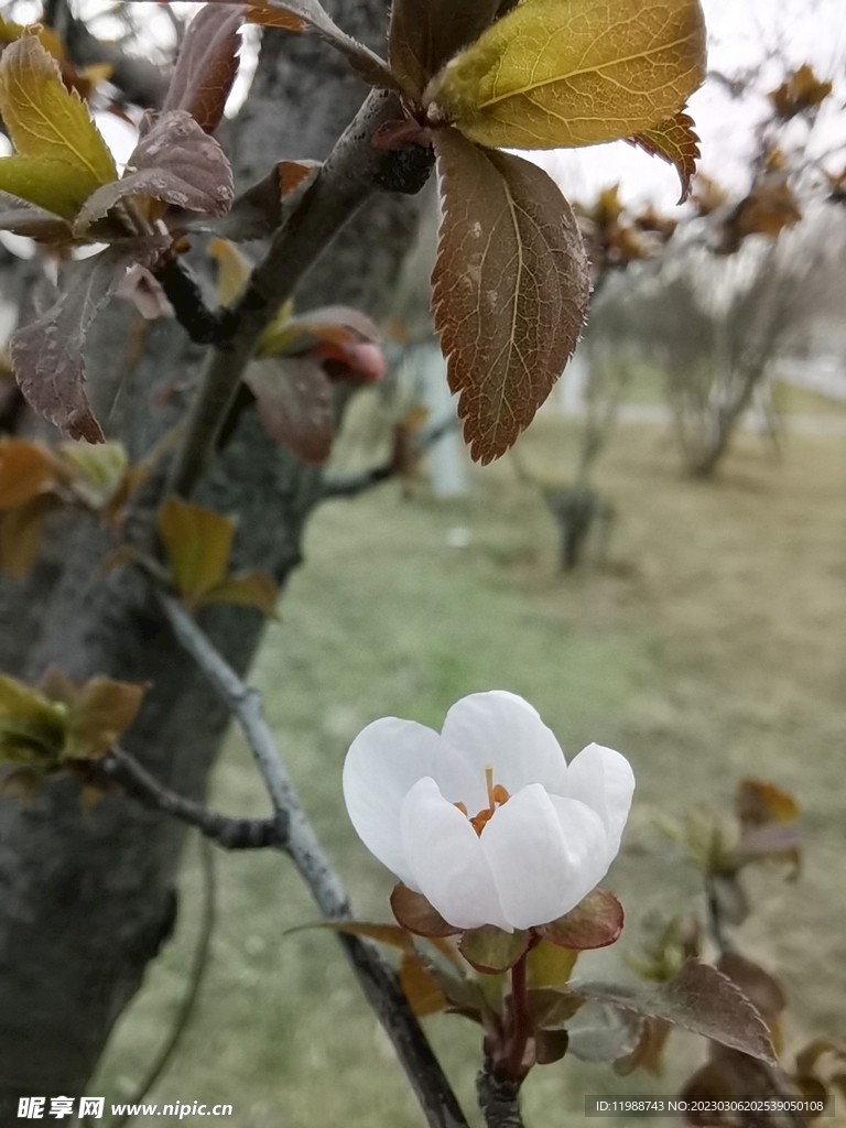 樱桃李