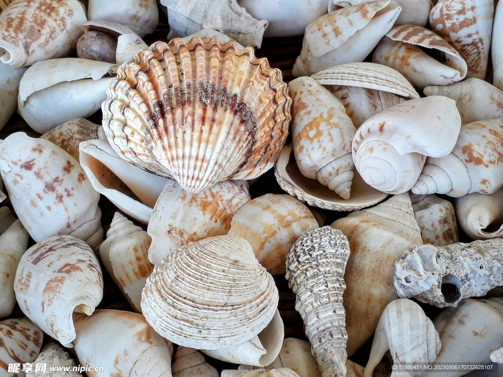 贝壳