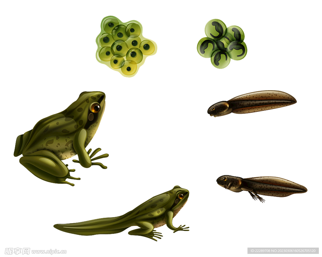 动物生长过程蝌蚪青蛙图片素材-编号31033550-图行天下