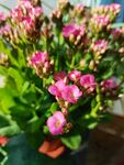 小花