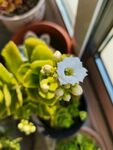 白色长寿花