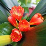  君子兰花