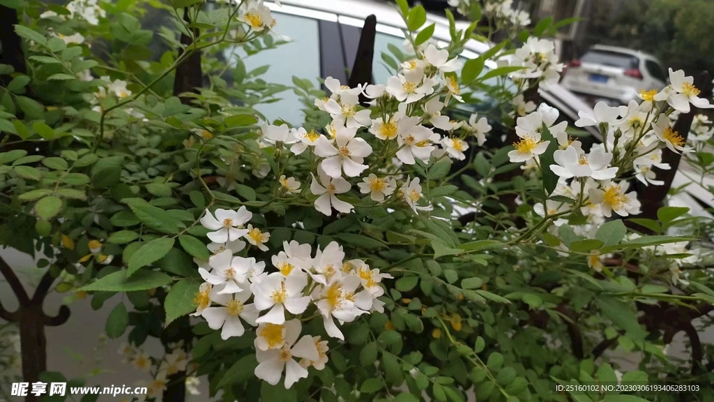 假蔷薇