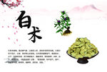 白术 