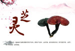 灵芝