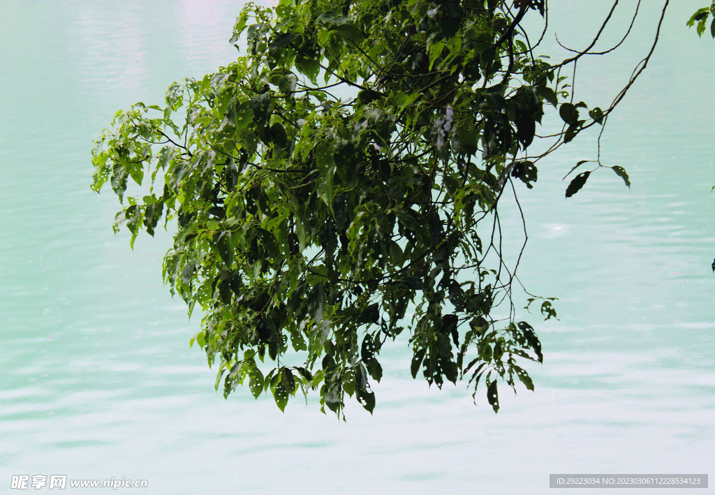 风景   水    树叶   