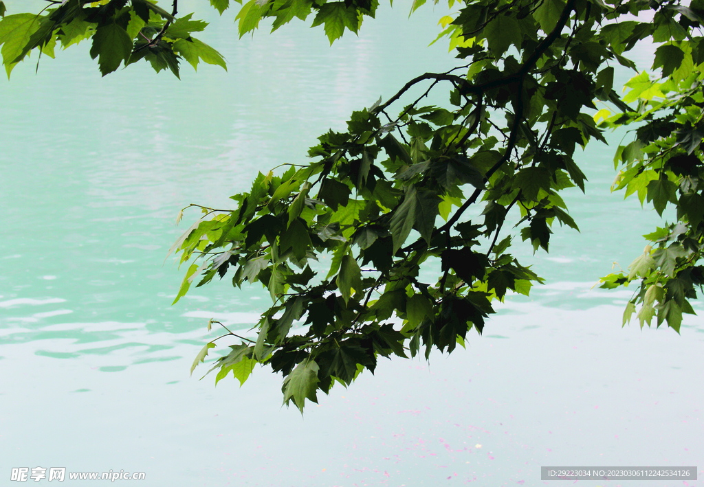 风景   水    树叶   