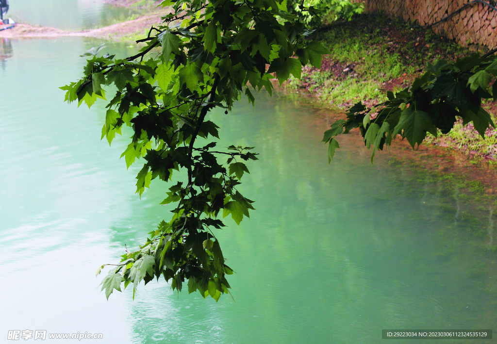 风景   水    树叶   