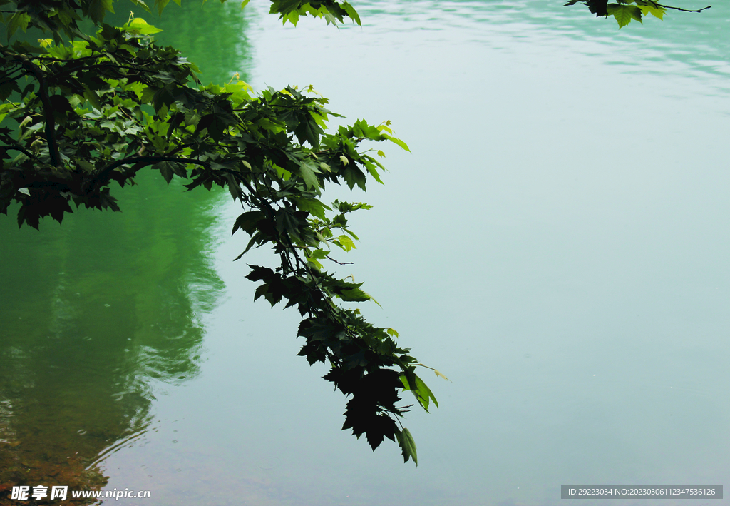 风景   水    树    