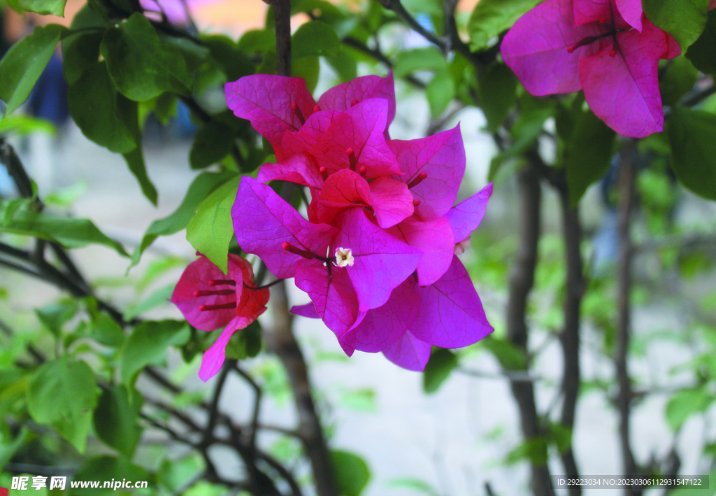 叶子花  