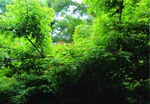 风景  树