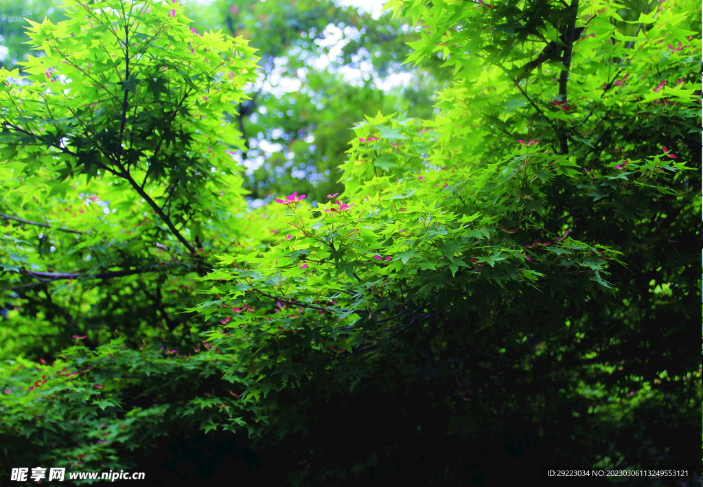 风景  树