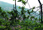 风景   树