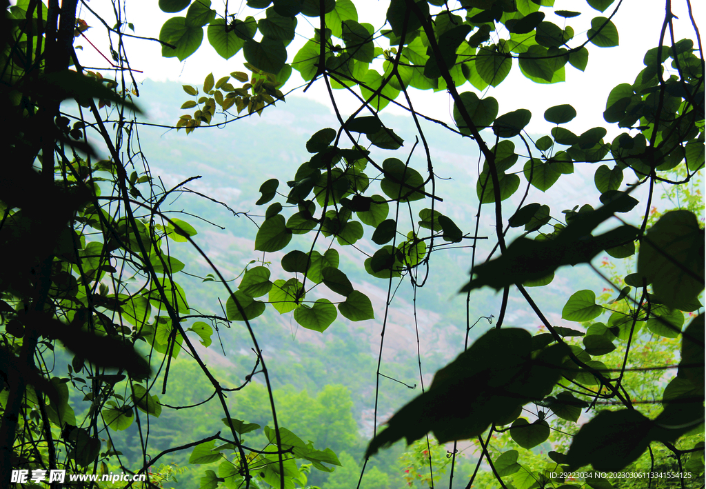 风景  树