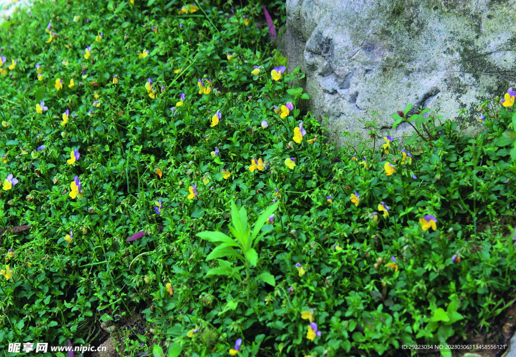 风景   花