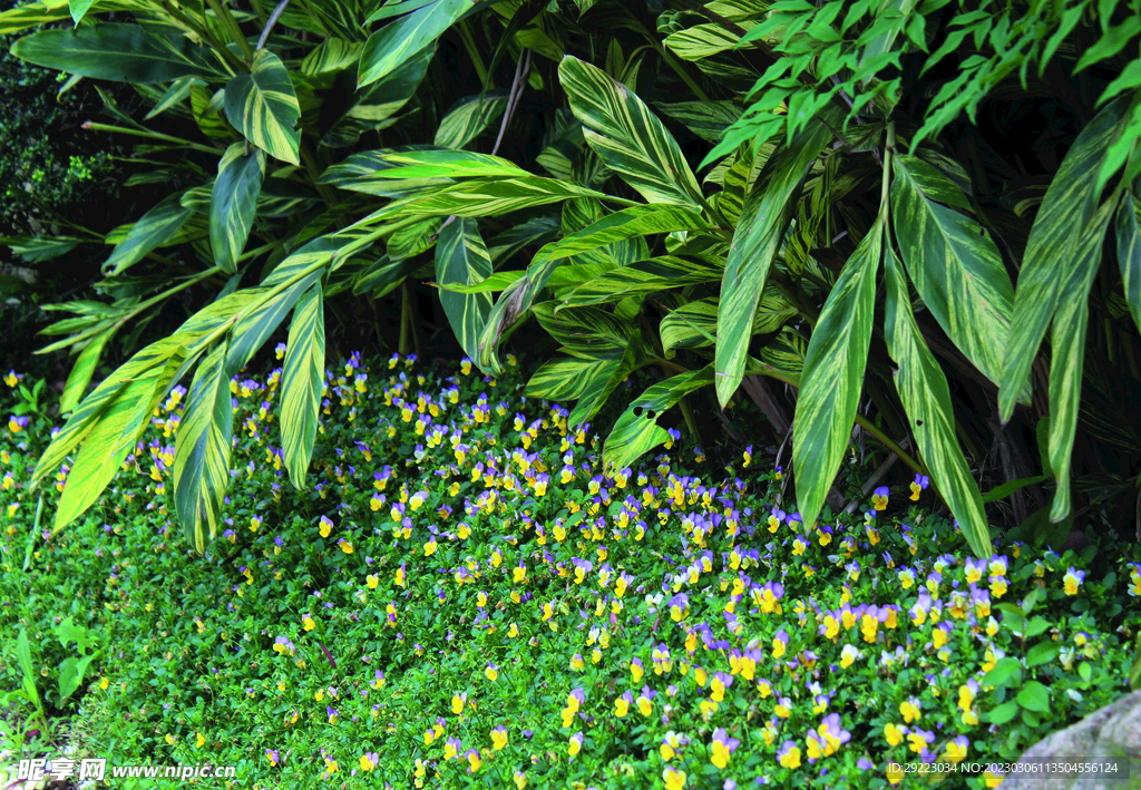 风景   花