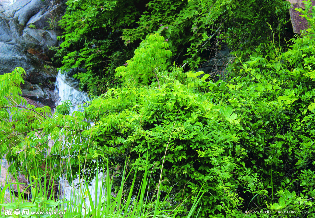 风景  树   水