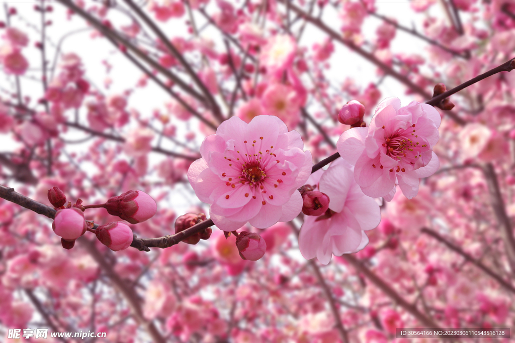 桃花林