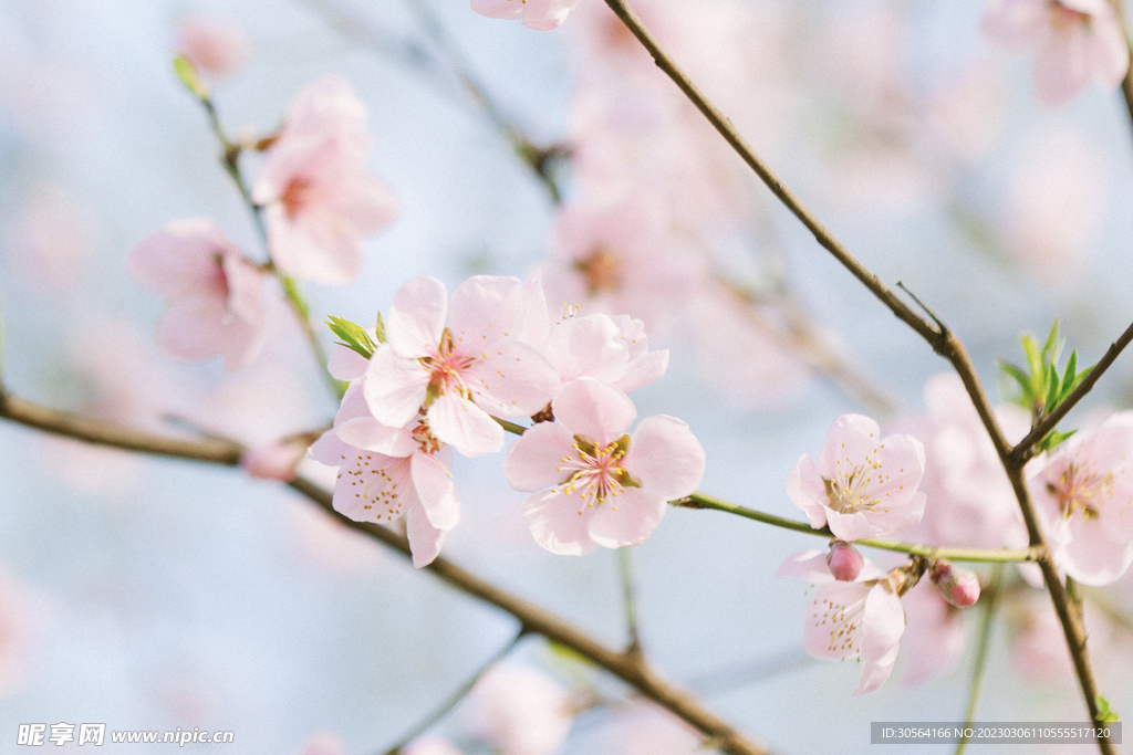 桃花