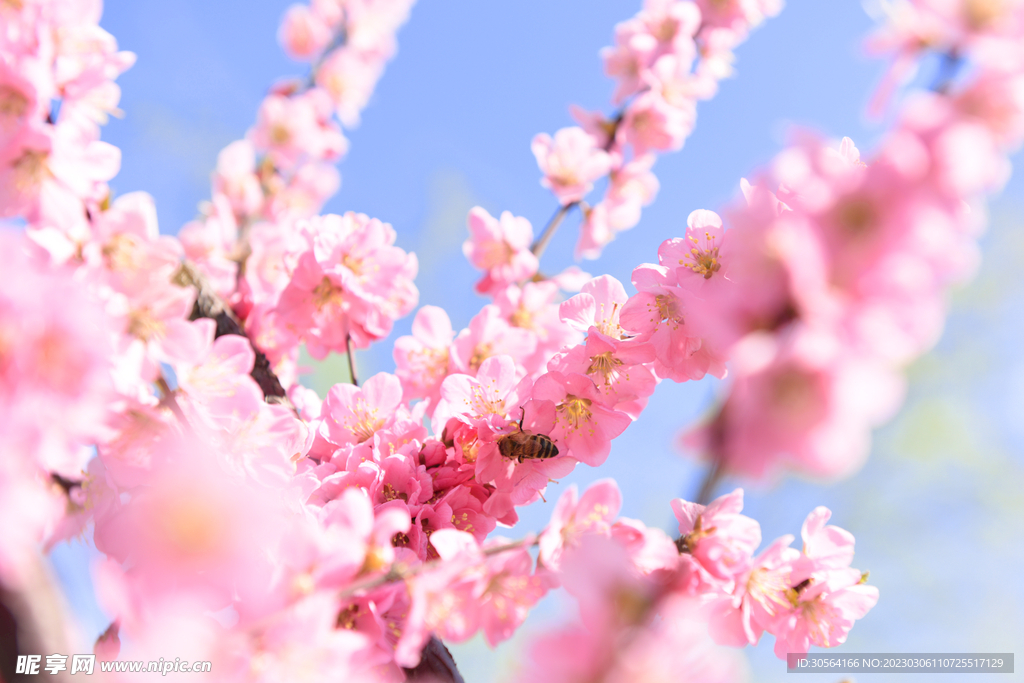 桃花林