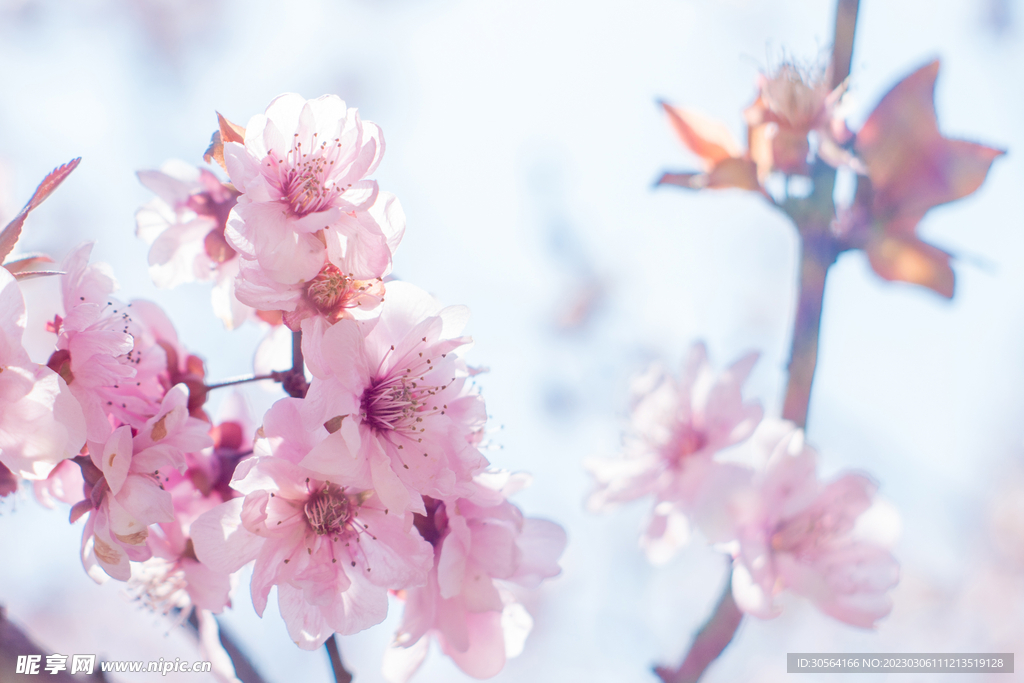 桃花