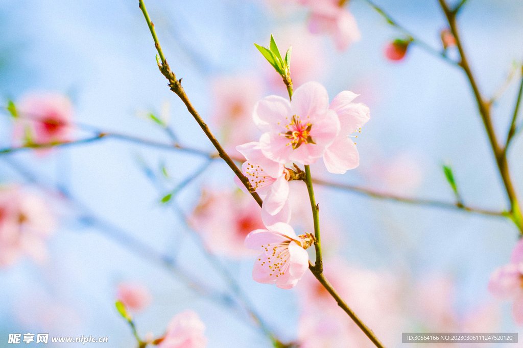 桃花