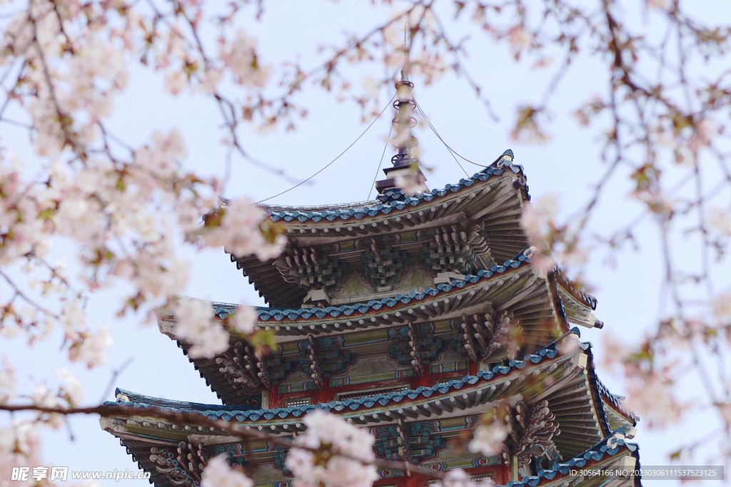 桃花林