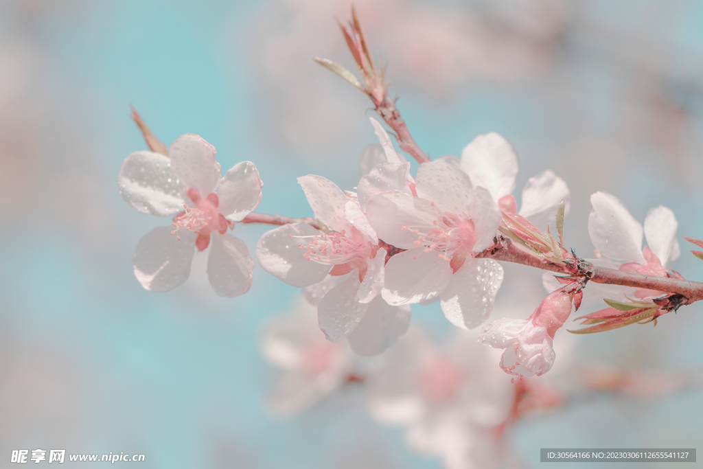 桃花