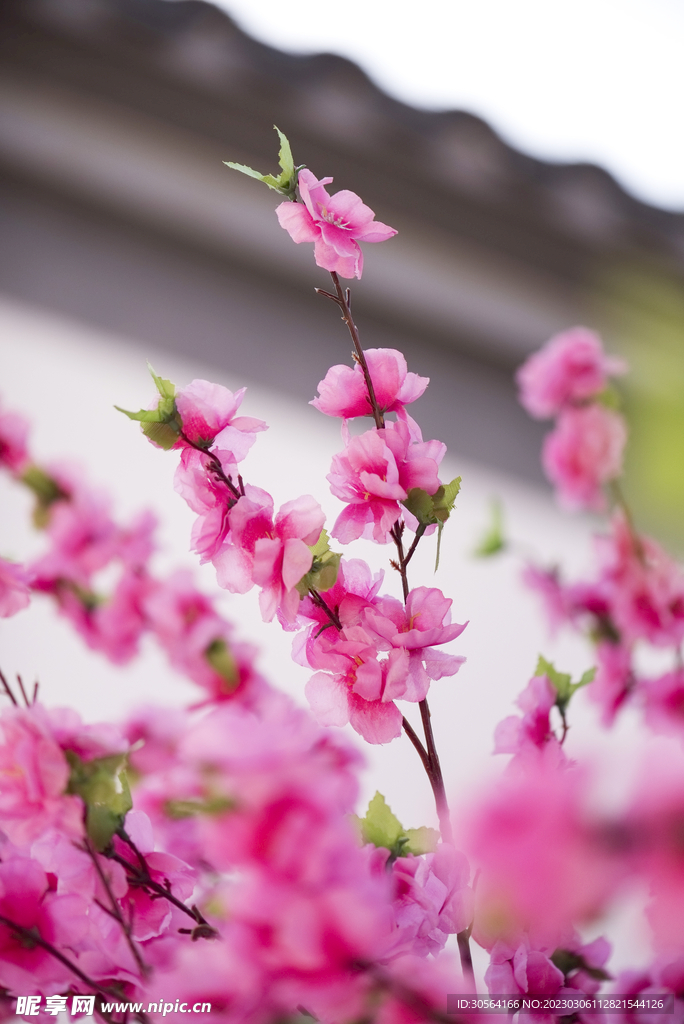桃花