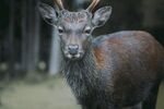 野生鹿