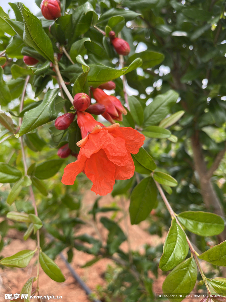 石榴花