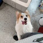 狗