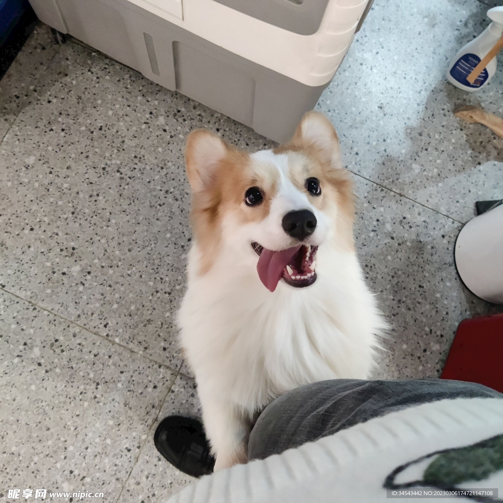 狗