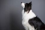 狗