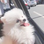 狗