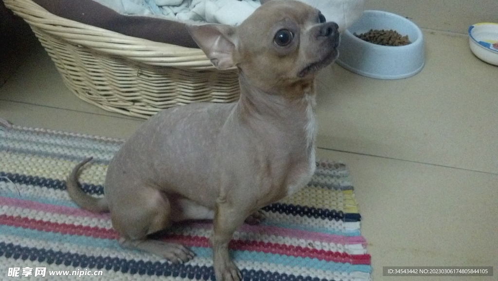 狗