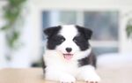 狗