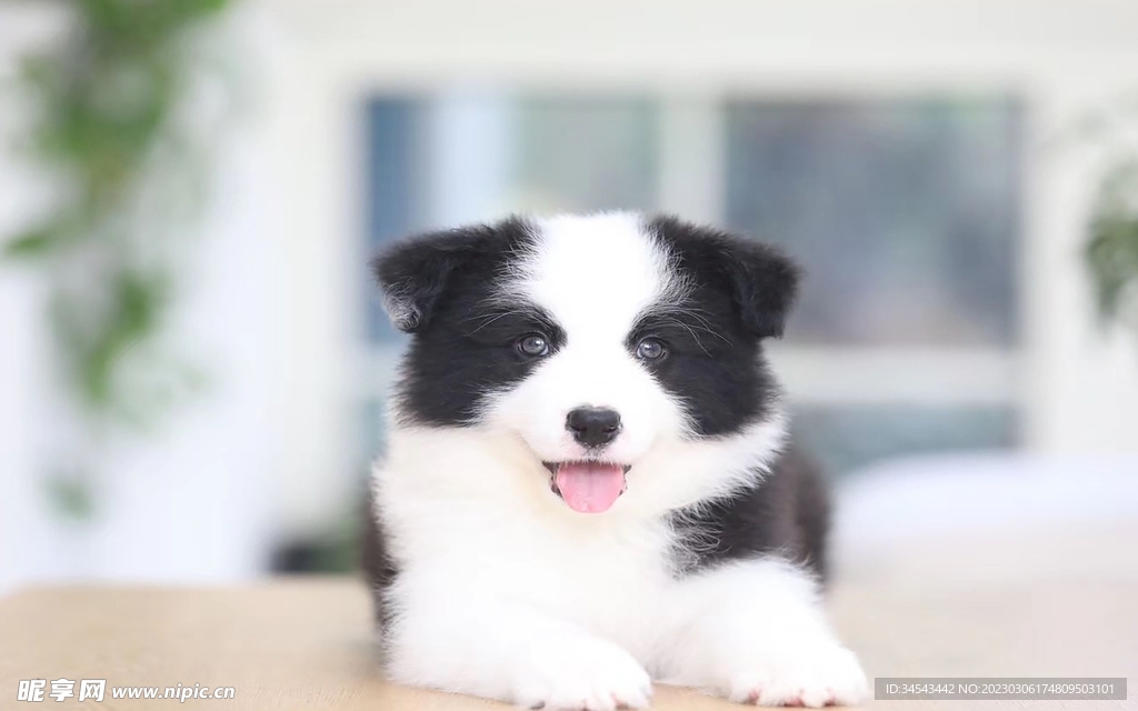 狗