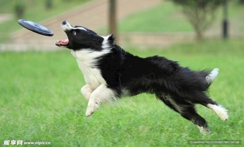 狗