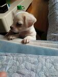 狗