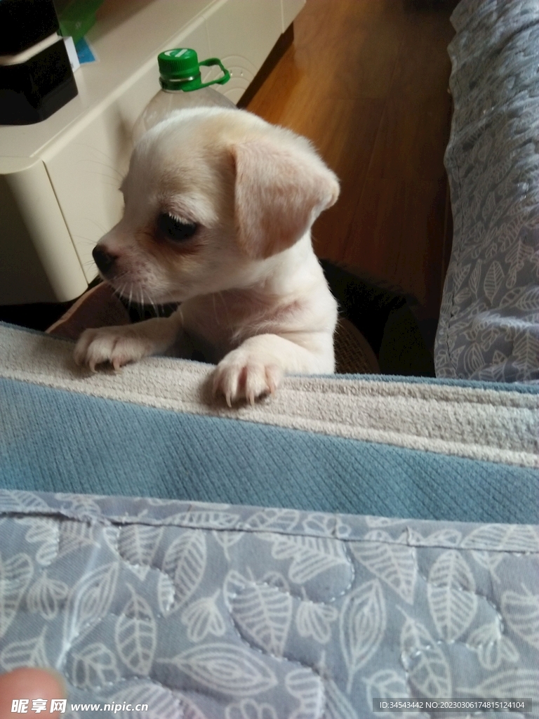 狗