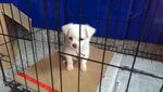 狗