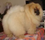 狗