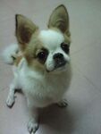 狗