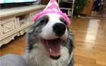 狗