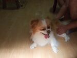 狗