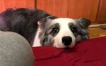 狗